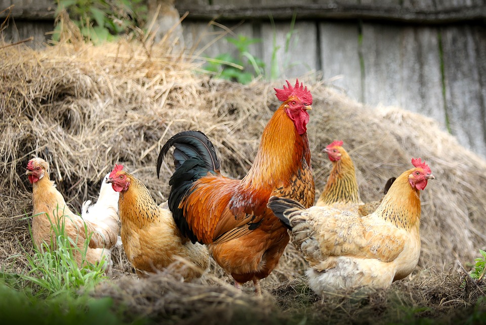 chickens1.jpg