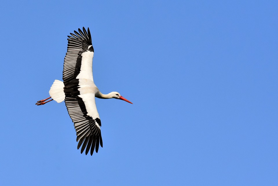 flying-stork.jpg