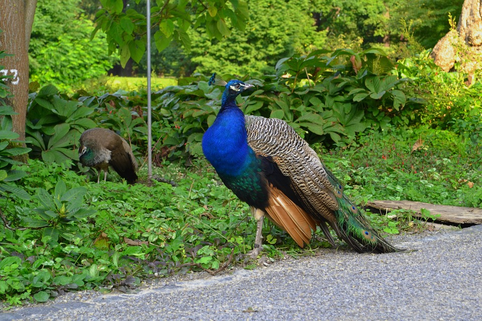 peacock.jpg