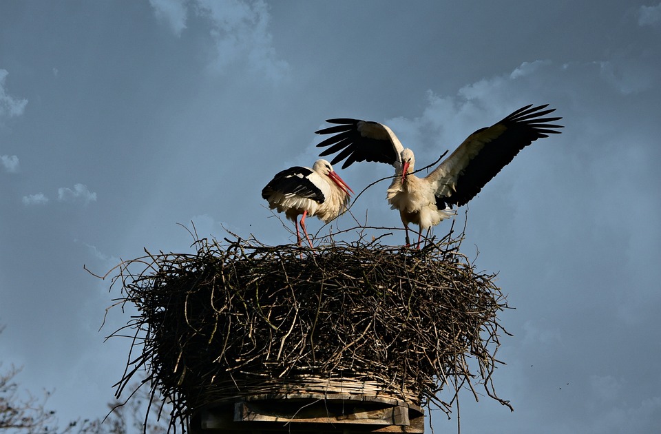 stork-nest.jpg