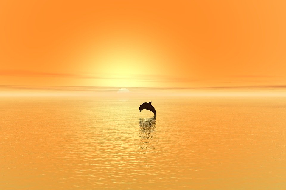 dolphin.jpg