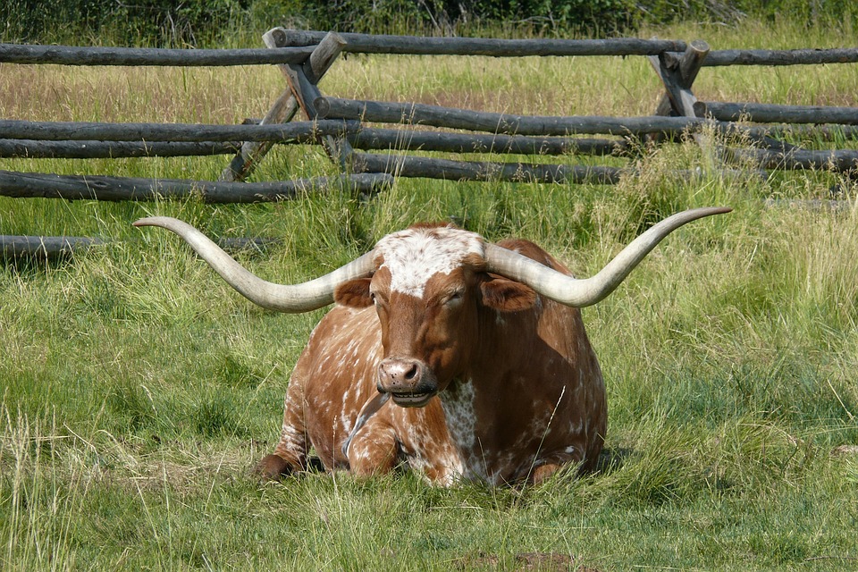 longhorn.jpg